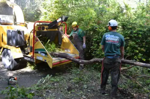 tree services Aventura